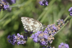 Melanargia galathea