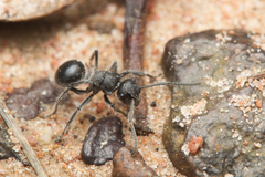 Polyrhachis punctiventris