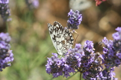 Melanargia galathea
