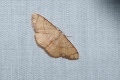 Pylargosceles steganioides