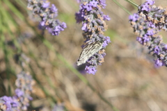 Melanargia galathea