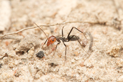 Iridomyrmex rubriceps
