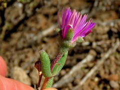 Trichodiadema rogersiae