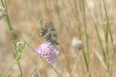 Melanargia galathea