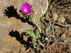 Trichodiadema rogersiae