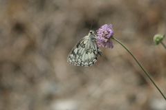 Melanargia galathea