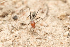 Iridomyrmex rubriceps