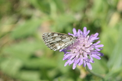 Melanargia galathea