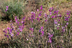 Swainsona campylantha