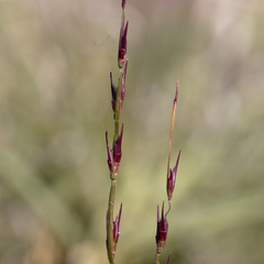 Uranthoecium truncatum