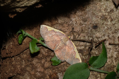 Nothomiza flavicosta