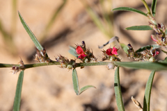 Indigofera linifolia