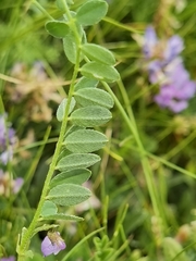 Astragalus polycladus