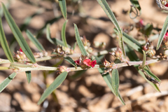 Indigofera linifolia
