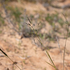 Sporobolus actinocladus
