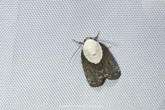 Tathothripa continua