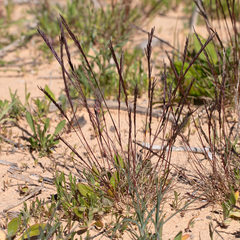 Tripogonella loliiformis