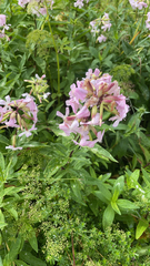 Saponaria officinalis