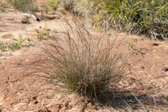Aristida contorta
