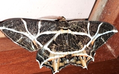 Mesastrape fulguraria