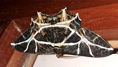 Mesastrape fulguraria