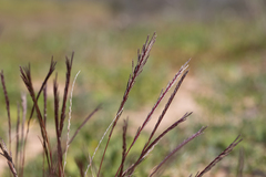 Tripogonella loliiformis