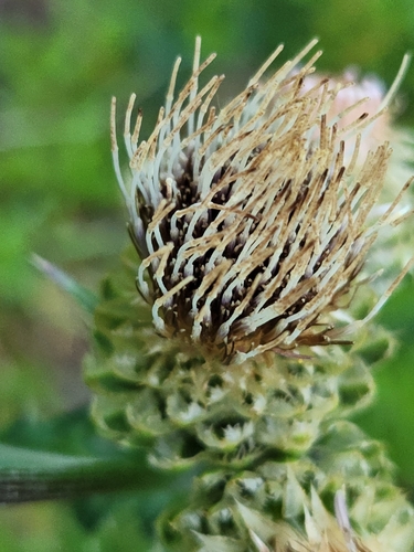 Image of Cirsium remotifolium by (c) Merlla McLaughlin, some rights reserved (CC BY)