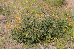 Crotalaria dissitiflora