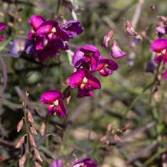 Swainsona campylantha