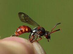 Nomada armata