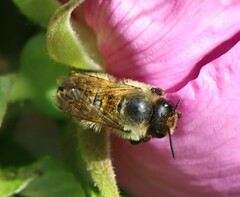 Megachile circumcincta