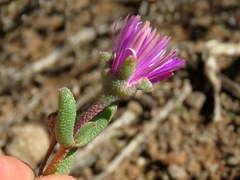 Trichodiadema rogersiae