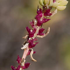 Osteocarpum acropterum