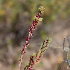 Osteocarpum acropterum