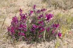 Swainsona campylantha