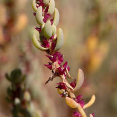 Osteocarpum acropterum