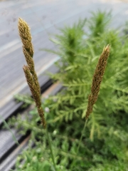 Trisetum clarkei
