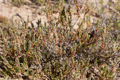 Osteocarpum acropterum