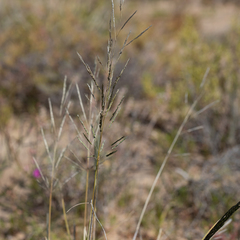 Sporobolus actinocladus