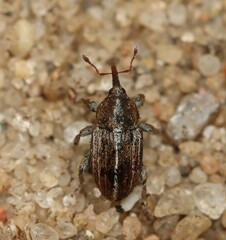 Tychius polylineatus
