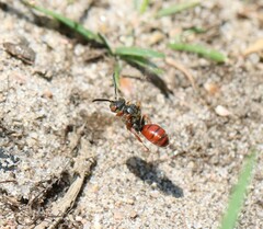 Nomada similis
