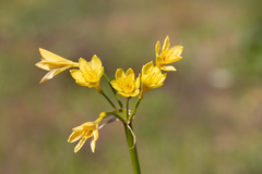 Calostemma luteum