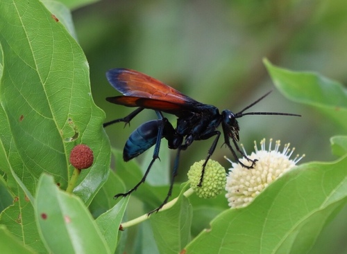 Tarantula hawk photo 6