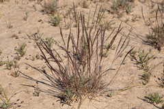 Tripogonella loliiformis