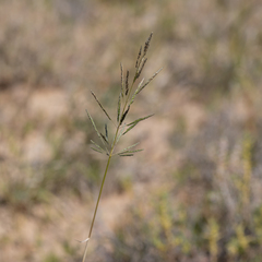 Sporobolus actinocladus