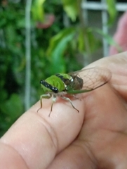 Diceroprocta oleacea