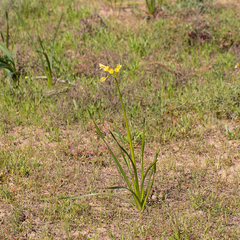 Calostemma luteum