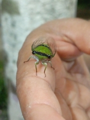 Diceroprocta oleacea