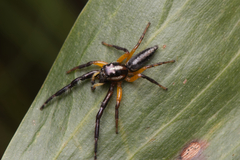 Mopsolodes australensis