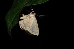 Synegia